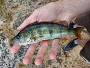 European Perch