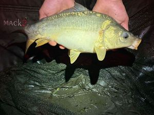 Mirror Carp