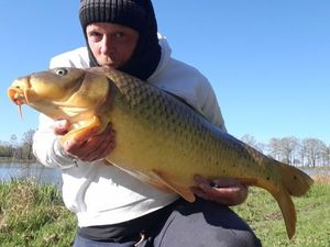 Common Carp