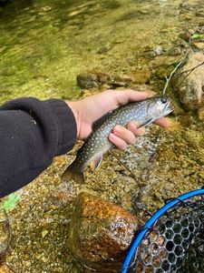 Brook Trout