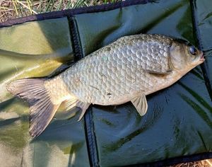 Crucian Carp