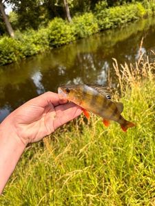 European Perch