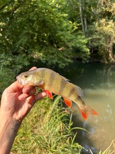 European Perch