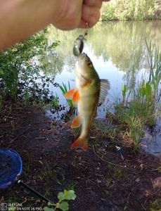 European Perch