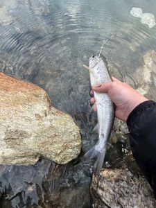 Lake Trout