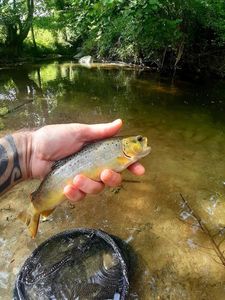 Brown Trout