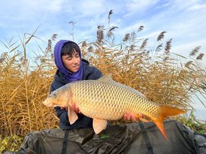 Common Carp