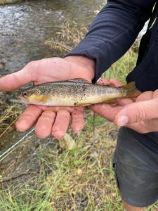 Brown Trout
