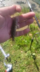 Round Goby