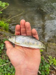 Brown Trout