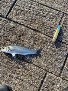 European Bass (Seabass)