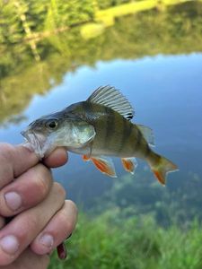 European Perch