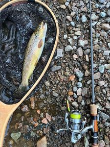Brown Trout