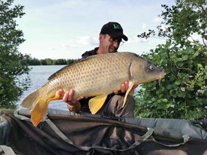 Common Carp