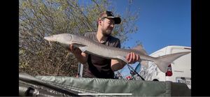 Siberian Sturgeon