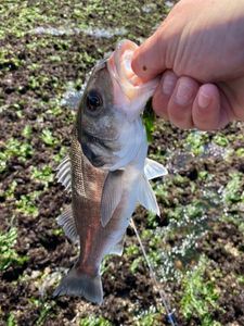 European Bass (Seabass)