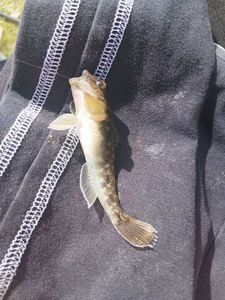 Round Goby