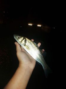 European Bass (Seabass)