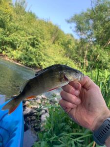 European Perch