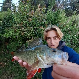 European Perch