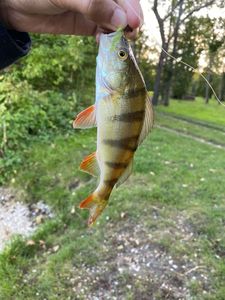 European Perch