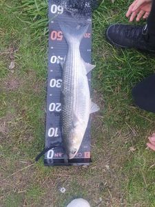 Thicklip Grey Mullet