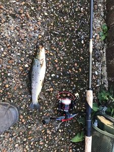 Brown Trout