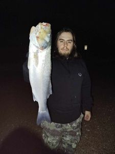 European Bass (Seabass)