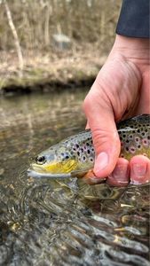 Brown Trout