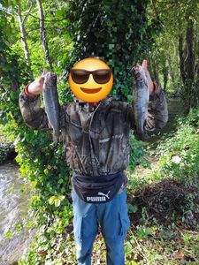 Brown Trout