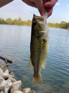 Largemouth Bass