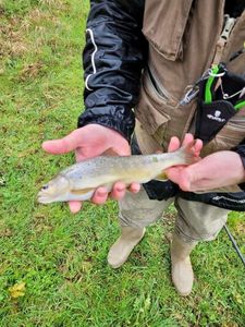 Brown Trout