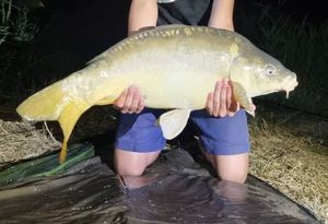 Mirror Carp