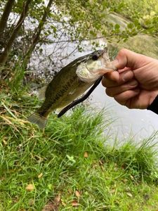 Largemouth Bass