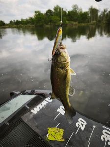 Largemouth Bass