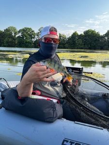 European Perch