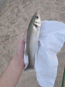 European Bass (Seabass)