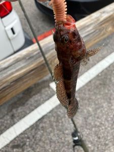 Giant Goby