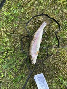 Rainbow Trout