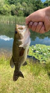 Largemouth Bass