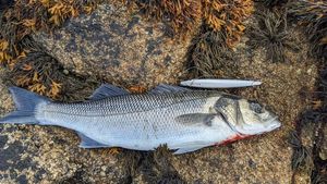 European Bass (Seabass)