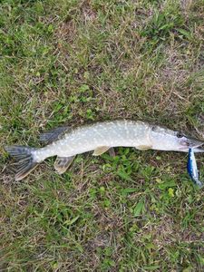 Northern Pike