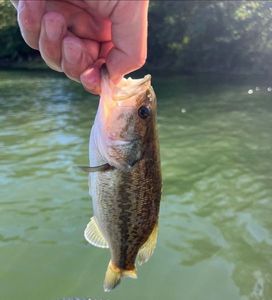 Largemouth Bass