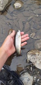 Brook Trout