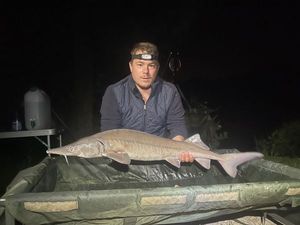 Sturgeon