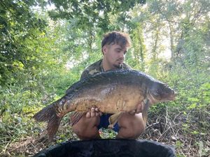 Mirror Carp