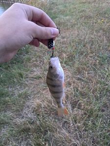 European Perch