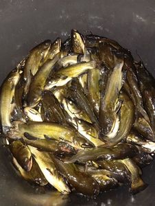 Black Bullhead