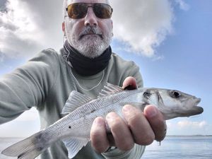 European Bass (Seabass)