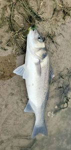 European Bass (Seabass)